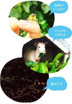 ペットのヤギ、海ほたるの写真